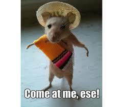 HostilePanda's profile picture. I don't even!