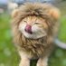 𝓑𝓑𝓛𝒾𝑜𝓃🦁 (@bblionotev) Twitter profile photo 𝓑𝓑𝓛𝒾𝑜𝓃🦁 (@bblionotev) Twitter profile photo
