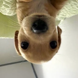 reversed_billy's profile picture. ꓘꓤOMꓕƎN ƐꓭƎM ƎHꓕ NO ꓨOꓷ Ǝꓕꓵꓛ ꓕSOW ƎHꓕ