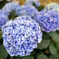 はづき (@haduki_oooo) Twitter profile photo