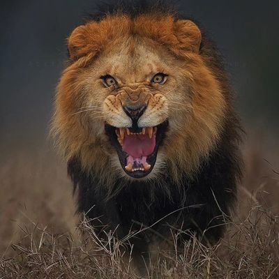 Mbadja_Guy's profile picture. 