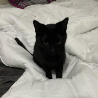 a (@nolongeralb) 's Twitter Profile