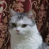 Zixian Huang (@njuhuangzx) 's Twitter Profile Photo Zixian Huang (@njuhuangzx) 's Twitter Profile Photo