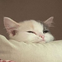 Ü (@yazowyy) 's Twitter Profile