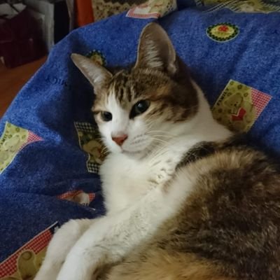 Shimamike33's profile picture. エロ垢、投資や(胡散臭い💩)ビジネスの勧誘アカ、お金配りアカはフォローしないで下さい😼🐾