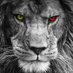 Hızır ASLAN (@bosslion1905) Twitter profile photo Hızır ASLAN (@bosslion1905) Twitter profile photo