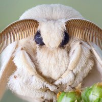 Moth (@deltamoth) 's Twitter Profile Photo Moth (@deltamoth) 's Twitter Profile Photo