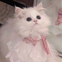 あんみつ (@s2x_xus2) 's Twitter Profile Photo あんみつ (@s2x_xus2) 's Twitter Profile Photo