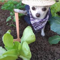 darucha (@dvtura) 's Twitter Profile