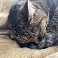 HIROMU (@hiro__526__) 's Twitter Profile