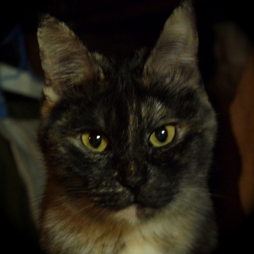 ソウルフードは味噌おにぎりと、キャベツしか入ってないもんじゃです。
プロフィール画像の猫は、21歳まで生きたまめ子が若いとき。