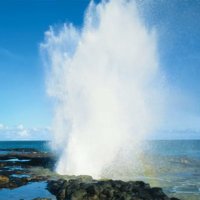 Spouting Horn (@spoutinghor_n) 's Twitter Profile