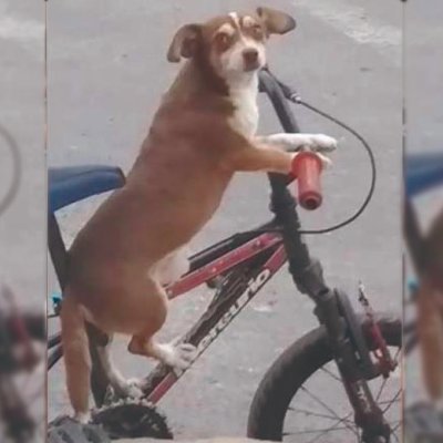 ME DEDICARÉ A DEJAR EN EVIDENCIA A TODOS LOS QUE NO RESPETAN LA CICLOVIA #InvasionCicloviaUIO (NO ME IMPORTA SI ERES CIVIL, POLITICO, POLICIA O EXTRATERRESTE)