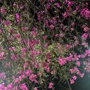 sam bustos - @NanuiYatzi3328 - Twitter