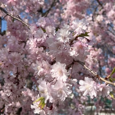 Cさんのプロフィール画像