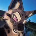 sorren 🖤 (@valorcatt) Twitter profile photo sorren 🖤 (@valorcatt) Twitter profile photo