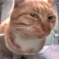 menes diários (@menesdiarios) 's Twitter Profile Photo