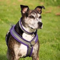 Handsome Rehomed Hughie aka HRH (@handsomehughie) 's Twitter Profile