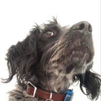 Peter McCrossan 💙 (@mccrossanpeter) 's Twitter Profile Photo Peter McCrossan 💙 (@mccrossanpeter) 's Twitter Profile Photo