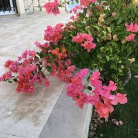 Dr. Sema Ramazanoğlu🇹🇷 (@ramazanogludr) 's Twitter Profile