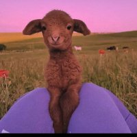 GFDF (@stuckinlondon1) 's Twitter Profile