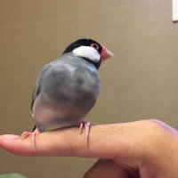 ちゅんつく🐦楽天ROOM🐦アマアソ🐦⬛ (@kurinon) 's Twitter Profile Photo ちゅんつく🐦楽天ROOM🐦アマアソ🐦⬛ (@kurinon) 's Twitter Profile Photo
