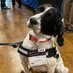 Wagtail UK (@wagtailuk_dogs) Twitter profile photo Wagtail UK (@wagtailuk_dogs) Twitter profile photo