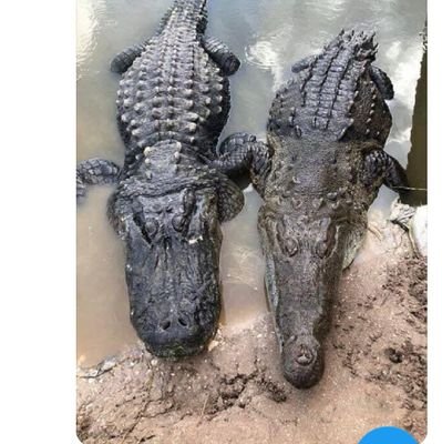 pissedpatriot12's profile picture. #USAF Ret #VET ultra conservative.fight✊👊 ✊InNC♥in MI. retired clinical lab. wife, mom, gma of 6 fight for their future. come on, be a man! Pronouns are stupid