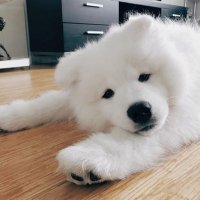 薩摩唉 (@owl__0109) 's Twitter Profile