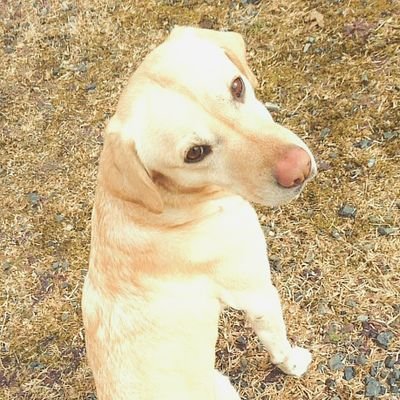 ラバッパーᵕ̈*奈良うまれの神戸社会人イクキュウチュウ𐂂2018.7~2020.10広島民♡ポルノファンと仲良くなりたいな( ¨̮ )ポムポム🍮2わんこ(黄ラブ🐶柴風雑種🐶)合唱*弓道*海外旅行*トランペット*スケボー🛹
フォローも絡みもお気軽に◎91ers.⏩FCUW北海道
