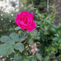 نادیا (@deltange10313) 's Twitter Profile