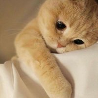 ๐ธ๐น๐ผ๐ผโ๐ (@abeer72614465) 's Twitter Profile Photo ๐ธ๐น๐ผ๐ผโ๐ (@abeer72614465) 's Twitter Profile Photo