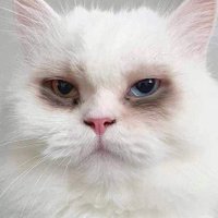ᝰ.ᐟhoonyuೀ (@syuu_hoon) 's Twitter Profile
