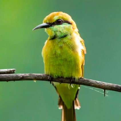 PSctrpz's profile picture. 🏳️‍🌈