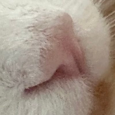 greythecall's profile picture. newbie yapper