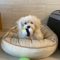 ほたて (@hochiyamahochio) 's Twitter Profile Photo