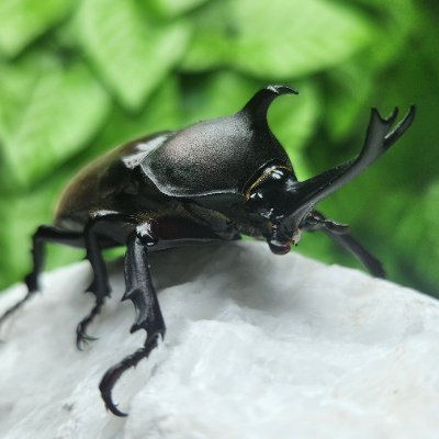 しめじページ しめじ (@SMG_Shimezi) / X