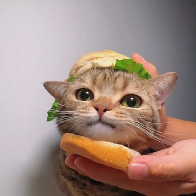 n0thinann's profile picture. 