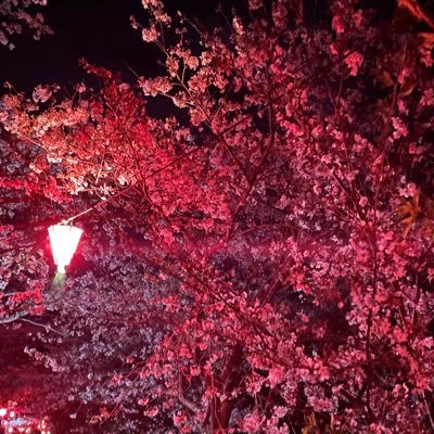 いろはす🍇さんのプロフィール画像