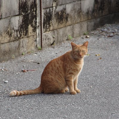 tarasnps's profile picture. No War 戦やならん
戦争虐殺絶対反対