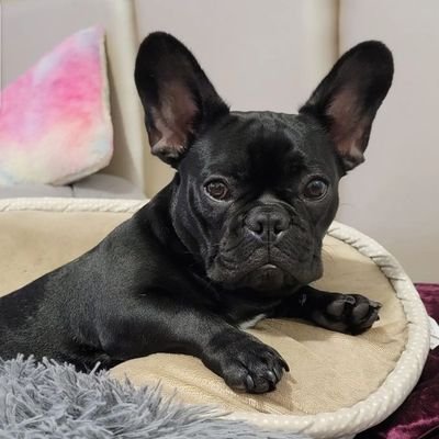 PET 🐕 KENNEL
WE HAVE ADORABLE FRENCH BULLDOG PUPPIES FOR SALE
