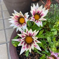 Mika (@mika03934778) 's Twitter Profile Photo