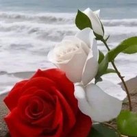 فهہد آلَقــــــيـﮯـــــــّصــــر🇵🇸 (@99ttyyyy) 's Twitter Profile Photo فهہد آلَقــــــيـﮯـــــــّصــــر🇵🇸 (@99ttyyyy) 's Twitter Profile Photo