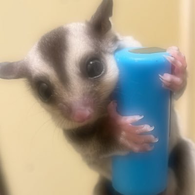 ｱｳﾞｱまるさんのプロフィール画像