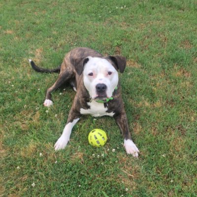 grk811's profile picture. USArmy veteran, military brat, retired detective.  Trump 2024. Jeep owner