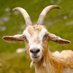 bargo the goat Profile picture