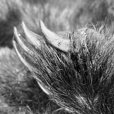 Huddersfield & District Badger Group Profile