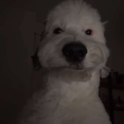 gojoshomie's profile picture. zzz