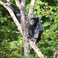 JaneGoodall Institute Tanzania (@jgitanzania) 's Twitter Profile