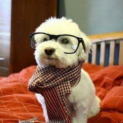 sanzmemo81's profile picture. 